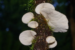 Hohenbuehelia clelandii