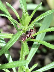 Myopa clausa