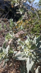 Eriodictyon traskiae