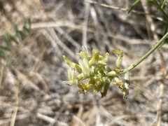 Astragalus lentiginosus albifolius