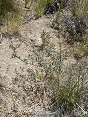 Astragalus lentiginosus albifolius
