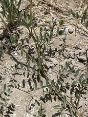 Astragalus lentiginosus albifolius