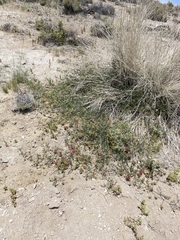 Astragalus lentiginosus albifolius
