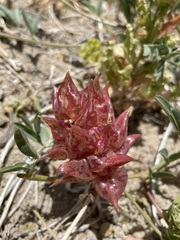 Astragalus lentiginosus albifolius