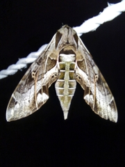 Eumorpha satellitia posticatus