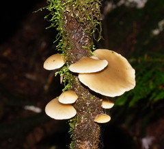 Hohenbuehelia clelandii