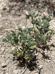 Cleomella obtusifolia