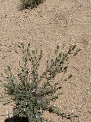 Brickellia oblongifolia