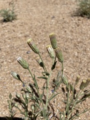 Brickellia oblongifolia