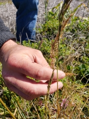 Deschampsia cespitosa holciformis
