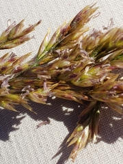 Deschampsia cespitosa holciformis