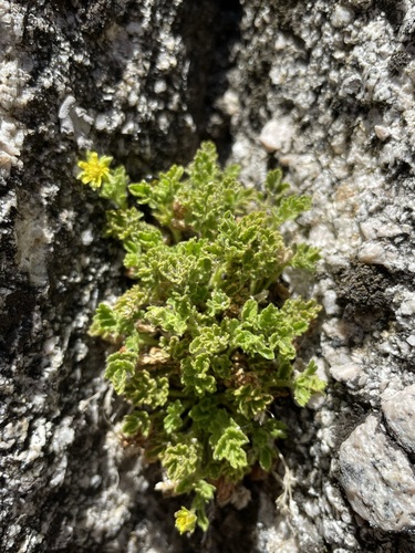 Image of Ivesia saxosa by (c) Matt Berger, some rights reserved (CC BY)