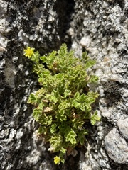 Ivesia saxosa