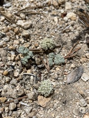 Oreonana clementis