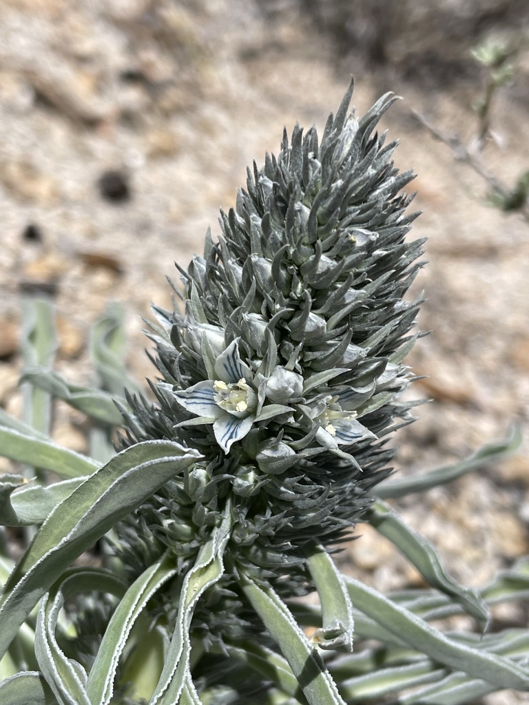 Kern frasera in May 2022 by Matt Berger · iNaturalist