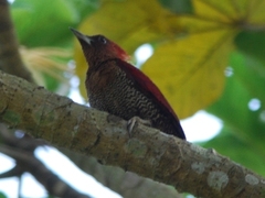 Chrysophlegma miniaceum