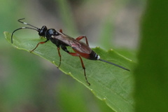 Agrothereutina