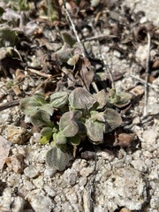 Eriogonum latens