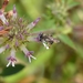 Andrena plana - Photo (c) Rebekah Shane, alguns direitos reservados (CC BY-NC), uploaded by Rebekah Shane