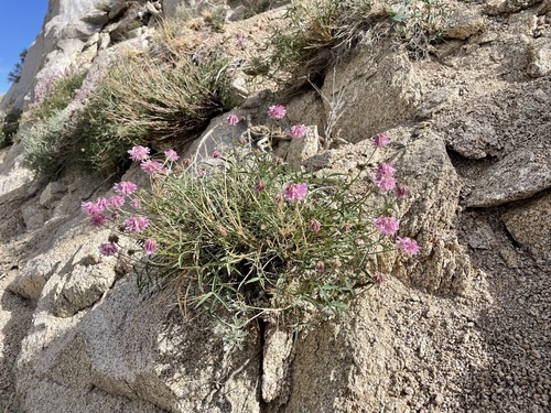 Image of Trifolium dedeckerae by (c) Matt Berger, some rights reserved (CC BY)