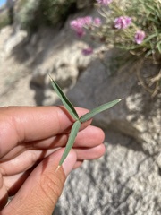 Trifolium dedeckerae
