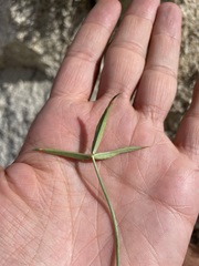 Trifolium dedeckerae