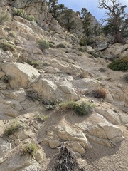 Trifolium dedeckerae