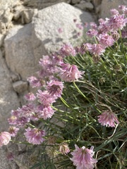 Trifolium dedeckerae