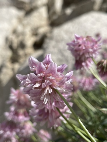 Image of Trifolium dedeckerae by (c) Matt Berger, some rights reserved (CC BY)