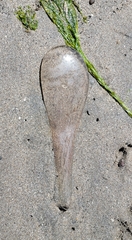 Abarenicola pacifica