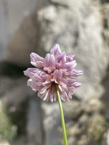 Image of Trifolium dedeckerae by (c) Matt Berger, some rights reserved (CC BY)