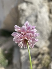 Trifolium dedeckerae