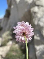 Trifolium dedeckerae
