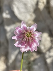 Trifolium dedeckerae