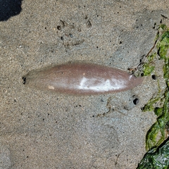 Abarenicola pacifica