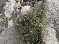 Trifolium dedeckerae