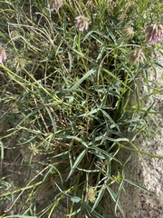 Trifolium dedeckerae
