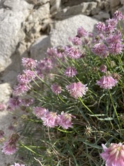 Trifolium dedeckerae