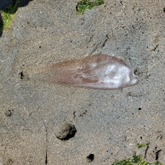 Abarenicola pacifica