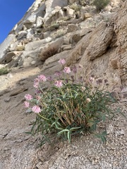 Trifolium dedeckerae