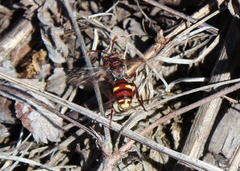 Nomada gracilis