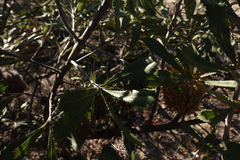 Banksia ornata