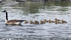 Branta canadensis
