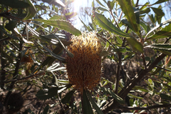 Banksia ornata