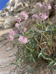 Trifolium dedeckerae