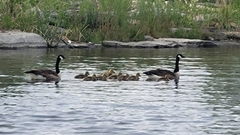 Branta canadensis