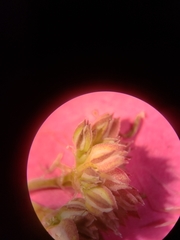 Polycarpon tetraphyllum tetraphyllum