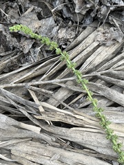 Limonium delicatulum