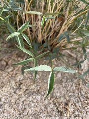 Trifolium dedeckerae