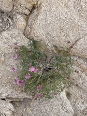 Trifolium dedeckerae